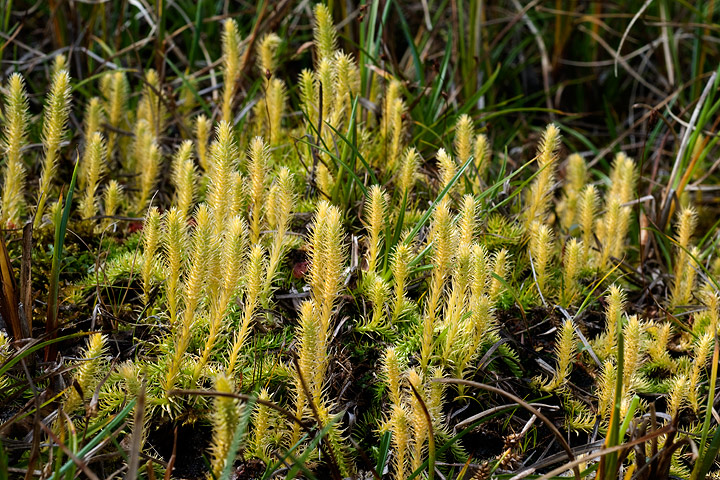 Lycopodiella inundata / Licopodio inondato